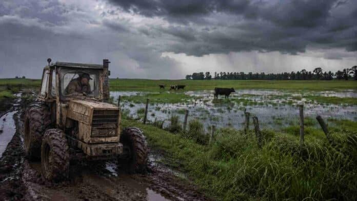 el-nino-campo-argentino-tractor-embarrado Tractor viejo embarrado en un camino rural inundado, con un conductor de campera y gorra, bajo un cielo de tormenta y junto a un campo anegado con vacas.