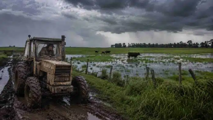 el-nino-campo-argentino-tractor-embarrado Tractor viejo embarrado en un camino rural inundado, con un conductor de campera y gorra, bajo un cielo de tormenta y junto a un campo anegado con vacas.