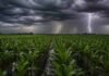 El Niño se acerca a niveles récord: cómo impactará en las lluvias de la próxima campaña Campo de maíz con surcos anegados bajo una intensa tormenta, con nubes oscuras, cortina de lluvia y un fuerte relámpago sobre el horizonte