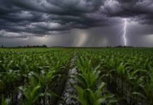 El Niño se acerca a niveles récord: cómo impactará en las lluvias de la próxima campaña Campo de maíz con surcos anegados bajo una intensa tormenta, con nubes oscuras, cortina de lluvia y un fuerte relámpago sobre el horizonte