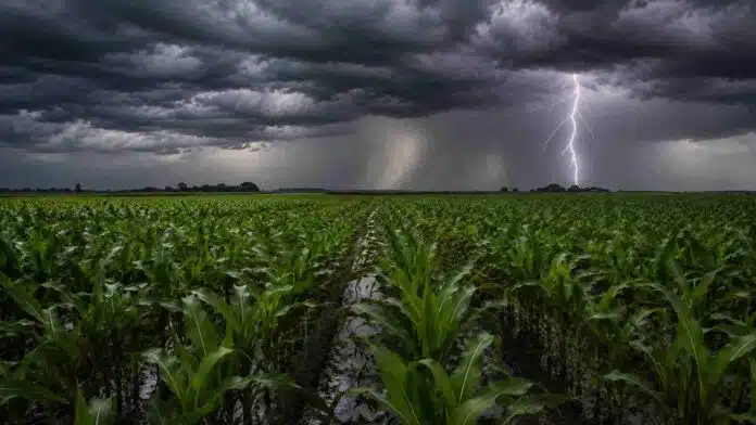 Campo de maíz con surcos anegados bajo una intensa tormenta, con nubes oscuras, cortina de lluvia y un fuerte relámpago sobre el horizonte