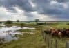 El INTA identifica las zonas productivas más expuestas ante El Niño Rodeo bovino sobre un sector elevado de un campo de Corrientes con pastizales anegados ante un escenario de lluvias por El Niño.