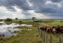 El INTA identifica las zonas productivas más expuestas ante El Niño Rodeo bovino sobre un sector elevado de un campo de Corrientes con pastizales anegados ante un escenario de lluvias por El Niño.