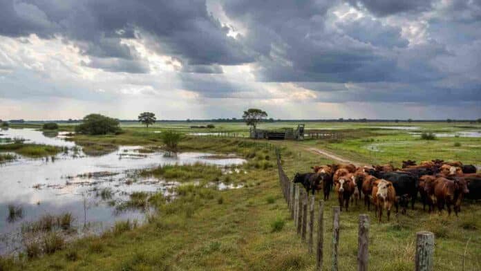 Rodeo bovino sobre un sector elevado de un campo de Corrientes con pastizales anegados ante un escenario de lluvias por El Niño.