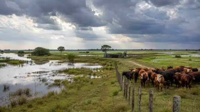 el-nino-excesos-hidricos-ganaderia-corrientes Rodeo bovino sobre un sector elevado de un campo de Corrientes con pastizales anegados ante un escenario de lluvias por El Niño.