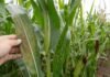 Ensayos en maíz revelan fuertes diferencias entre híbridos frente a enfermedades Hoja de maíz con síntomas de roya y manchas foliares durante una inspección sanitaria en un lote de cultivo.