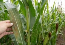 Ensayos en maíz revelan fuertes diferencias entre híbridos frente a enfermedades Hoja de maíz con síntomas de roya y manchas foliares durante una inspección sanitaria en un lote de cultivo.