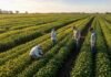 El INTA impulsa una red que comparará soja bajo un mismo protocolo Especialistas evalúan diferentes cultivares de soja en parcelas experimentales de una red regional de ensayos.