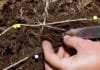 El INTA advierte por una limitante silenciosa que afecta la salud física del suelo Evaluación visual del perfil del suelo para detectar estructura laminar, restricciones al crecimiento de raíces y problemas de infiltración de agua.