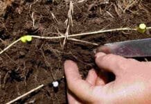 El INTA advierte por una limitante silenciosa que afecta la salud física del suelo Evaluación visual del perfil del suelo para detectar estructura laminar, restricciones al crecimiento de raíces y problemas de infiltración de agua.