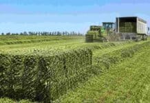 La alfalfa gana lugar en el mundo y enfrenta un desafío clave para seguir creciendo Fardos de alfalfa recién confeccionados en un campo de Córdoba, con maquinaria agrícola y un camión para su transporte.