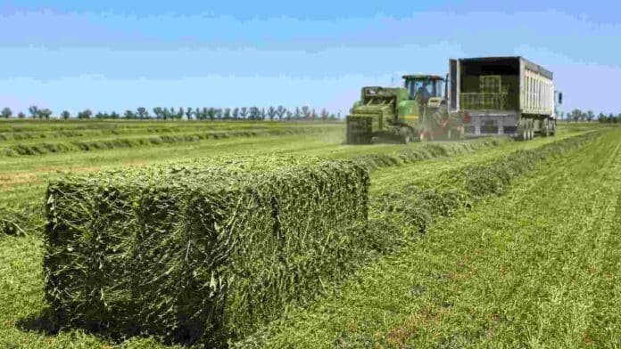 Fardos de alfalfa recién confeccionados en un campo de Córdoba, con maquinaria agrícola y un camión para su transporte.