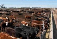 Cambian los trámites para los feedlots: qué documentos ya no exigirá el Senasa Establecimiento de engorde a corral con bovinos en distintos corrales y comederos, en el marco de los nuevos requisitos de inscripción del Senasa.