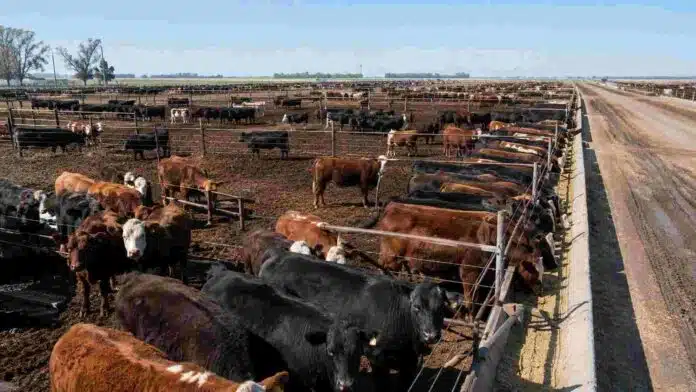 feedlot-senasa-1200x675-70kb Establecimiento de engorde a corral con bovinos en distintos corrales y comederos, en el marco de los nuevos requisitos de inscripción del Senasa.