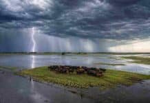 El Gobierno nacional coordinó un nuevo encuentro federal para prevenir los efectos de El Niño Fuerte tormenta eléctrica sobre un campo inundado, con un rodeo Angus negro y colorado agrupado en una lomada rodeada de agua.