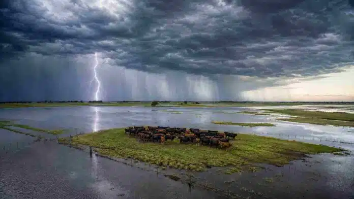 Fuerte tormenta eléctrica sobre un campo inundado, con un rodeo Angus negro y colorado agrupado en una lomada rodeada de agua.
