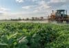 Fertilización foliar: ensayos del INTA mejoraron el rendimiento de papa y maní Aplicación de fertilización foliar sobre un cultivo en pleno desarrollo mediante una pulverizadora agrícola en el campo.