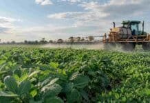 Fertilización foliar: ensayos del INTA mejoraron el rendimiento de papa y maní Aplicación de fertilización foliar sobre un cultivo en pleno desarrollo mediante una pulverizadora agrícola en el campo.