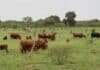 Revelan qué forrajes del NEA ofrecen mayor calidad nutricional para el ganado Ganado bovino pastando sobre forrajes nativos en un campo argentino.