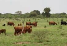 Revelan qué forrajes del NEA ofrecen mayor calidad nutricional para el ganado Ganado bovino pastando sobre forrajes nativos en un campo argentino.