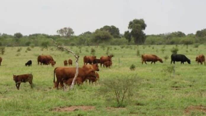 forrajes-nativos-ganaderia-campo-argentino Ganado bovino pastando sobre forrajes nativos en un campo argentino.