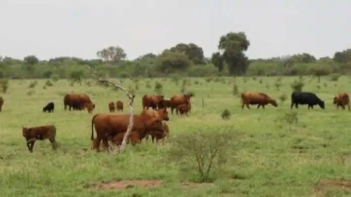 forrajes-nativos-ganaderia-campo-argentino Ganado bovino pastando sobre forrajes nativos en un campo argentino.
