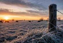 Activan una alerta por frío extremo: qué zonas están bajo nivel amarillo Campo de la provincia de Buenos Aires cubierto de escarcha al amanecer, con ganado pastando durante una jornada de frío extremo.