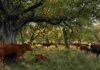 Destinan US$ 4,4 millones a sistemas ganaderos que preservan el bosque nativo Rodeo bovino pastoreando bajo árboles de bosque nativo en un sistema de ganadería integrada.