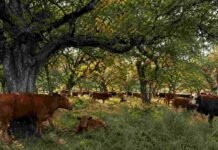 Destinan US$ 4,4 millones a sistemas ganaderos que preservan el bosque nativo Rodeo bovino pastoreando bajo árboles de bosque nativo en un sistema de ganadería integrada.