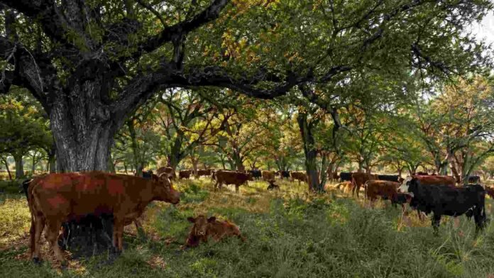 Rodeo bovino pastoreando bajo árboles de bosque nativo en un sistema de ganadería integrada.