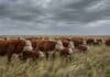 Alerta amarilla por viento fuerte en la costa bonaerense Rodeo de vacas, terneros y toros Hereford en un campo de la costa bonaerense bajo cielo gris y fuertes vientos.