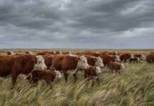 Alerta amarilla por viento fuerte en la costa bonaerense Rodeo de vacas, terneros y toros Hereford en un campo de la costa bonaerense bajo cielo gris y fuertes vientos.