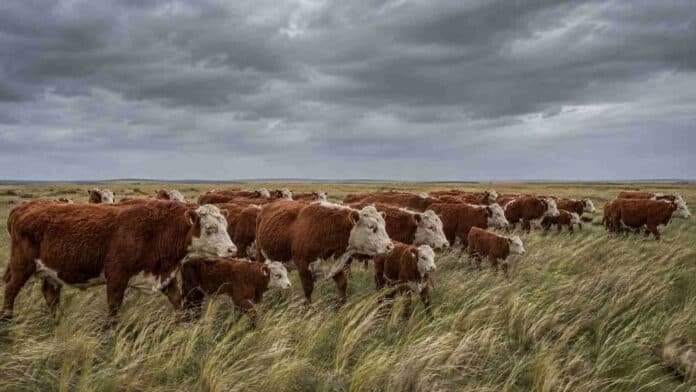 Rodeo de vacas, terneros y toros Hereford en un campo de la costa bonaerense bajo cielo gris y fuertes vientos.