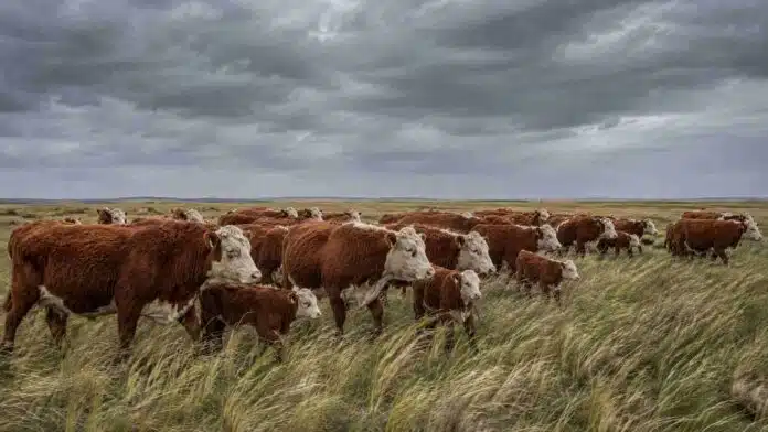 ganado-hereford-viento-costa-bonaerense Rodeo de vacas, terneros y toros Hereford en un campo de la costa bonaerense bajo cielo gris y fuertes vientos.