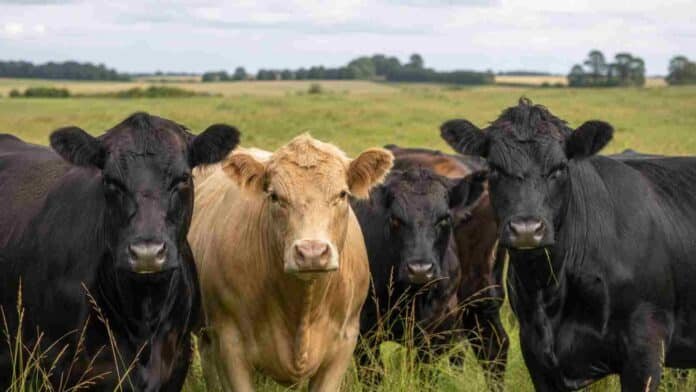 Primer plano de un grupo de vacunos en un campo, con varias reses mirando de frente sobre pastura y cielo nublado de fondo.