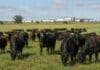 CRA respaldó el aporte obligatorio al Ipcva y pidió modernizar el organismo Rodeo de ganado vacuno en un campo argentino, con una planta de procesamiento y camiones al fondo, en una imagen representativa de la cadena de ganados y carnes.
