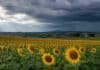 El girasol llega a la campaña 2026/27 con los mejores márgenes entre los cultivos de gruesa Lote de girasol en el sur bonaerense bajo cielo amenazante, en una escena que refleja buenos márgenes proyectados y el riesgo climático de un evento de El Niño.