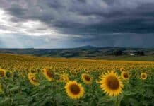 El girasol llega a la campaña 2026/27 con los mejores márgenes entre los cultivos de gruesa Lote de girasol en el sur bonaerense bajo cielo amenazante, en una escena que refleja buenos márgenes proyectados y el riesgo climático de un evento de El Niño.