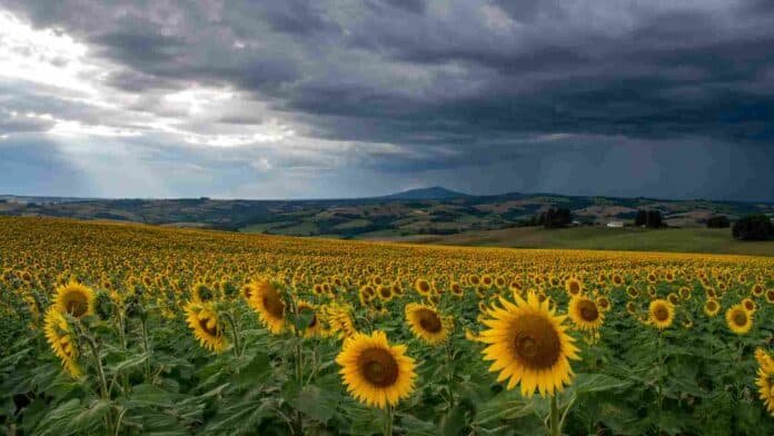 girasol-margenes-campana-2026-27-bonaerense Lote de girasol en el sur bonaerense bajo cielo amenazante, en una escena que refleja buenos márgenes proyectados y el riesgo climático de un evento de El Niño.