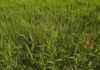 Malezas resistentes: el INTA busca anticiparse a los escapes en los lotes Gramíneas y malezas en un lote agrícola, donde el INTA evalúa nuevas estrategias para mejorar el control de especies resistentes a herbicidas.