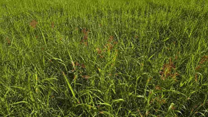 gramineas-resistentes-malezas-campo Gramíneas y malezas en un lote agrícola, donde el INTA evalúa nuevas estrategias para mejorar el control de especies resistentes a herbicidas.