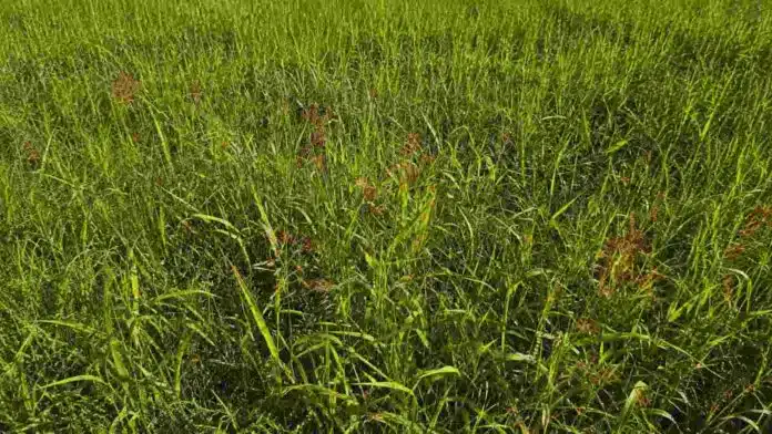 Gramíneas y malezas en un lote agrícola, donde el INTA evalúa nuevas estrategias para mejorar el control de especies resistentes a herbicidas.