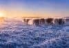 Pronóstico agro: la ola de frío llegará a su pico, con heladas de -4°C Rodeo vacuno sobre una pastura cubierta de escarcha durante una intensa helada al amanecer en la región pampeana argentina.