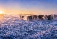 Pronóstico agro: la ola de frío llegará a su pico, con heladas de -4°C Rodeo vacuno sobre una pastura cubierta de escarcha durante una intensa helada al amanecer en la región pampeana argentina.
