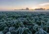 El frío se intensifica: prevén heladas y mínimas de -5 °C en seis provincias Cultivo cubierto por una intensa helada al amanecer en la región central de Argentina, con escarcha sobre las plantas y neblina baja sobre el campo.