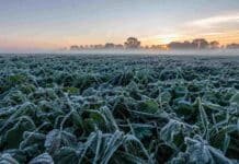 El frío se intensifica: prevén heladas y mínimas de -5 °C en seis provincias Cultivo cubierto por una intensa helada al amanecer en la región central de Argentina, con escarcha sobre las plantas y neblina baja sobre el campo.