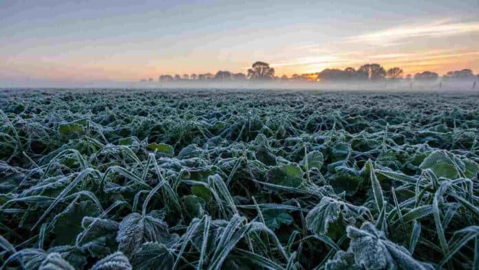 heladas-frio-campo-region-central-argentina Cultivo cubierto por una intensa helada al amanecer en la región central de Argentina, con escarcha sobre las plantas y neblina baja sobre el campo.