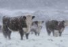 Nieve en el campo: la alerta meteorológica golpea a productores de Mendoza y Neuquén Bovinos Hereford en un campo nevado de la Patagonia argentina, bajo una tormenta de nieve con copos visibles y viento blanco, con la cordillera andina al fondo.
