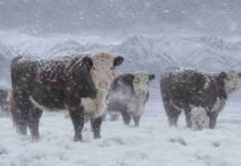 Nieve en el campo: la alerta meteorológica golpea a productores de Mendoza y Neuquén Bovinos Hereford en un campo nevado de la Patagonia argentina, bajo una tormenta de nieve con copos visibles y viento blanco, con la cordillera andina al fondo.