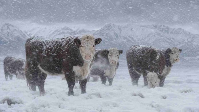 Bovinos Hereford en un campo nevado de la Patagonia argentina, bajo una tormenta de nieve con copos visibles y viento blanco, con la cordillera andina al fondo.